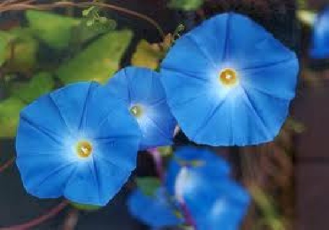 Foto 1 - morning glory  azul celestial  ipomoea violacea