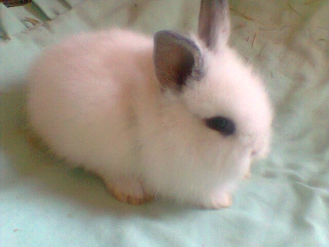 Foto 3 - Vendo mini coelho fuzzy lop- lyon
