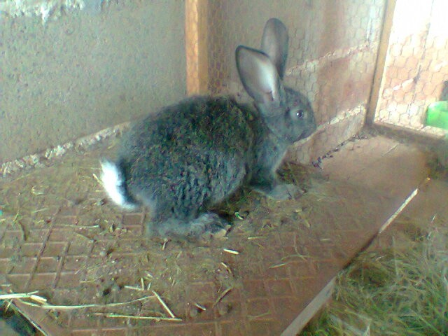 Foto 7 - Vendo mini coelho fuzzy lop- lyon